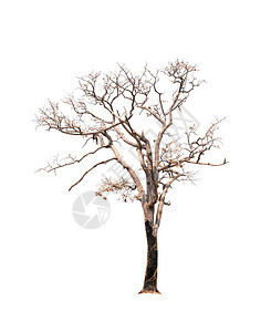 白背景上孤立的一棵旧树和枯图片
