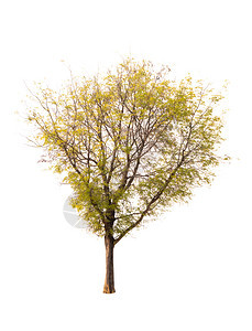 白色背景上的孤立树图片