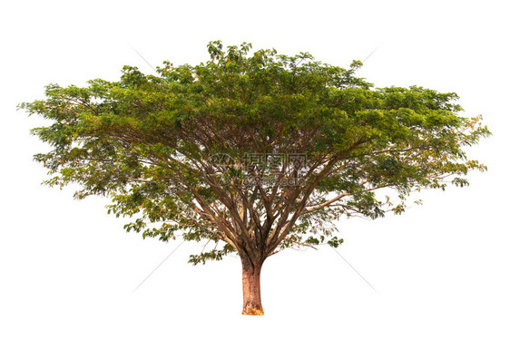 白色背景上的孤立chamuri树图片