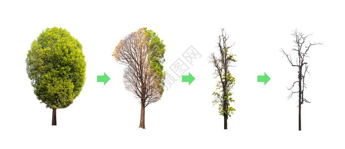 能使树的寿生动从完到枯木图片