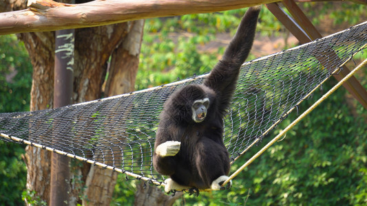 猴子成人独身玩挂起摇摆尾巴图片