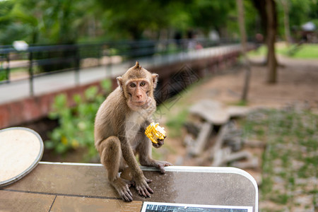 猴子在动物园吃玉米图片