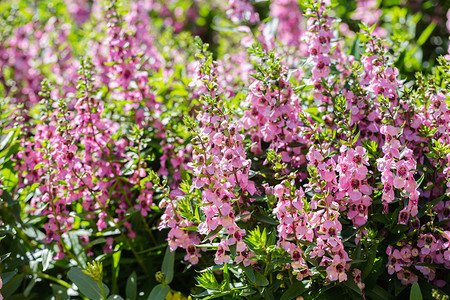 在阳光明媚的夏天或春日花园里用于明信片美容装饰和农业概念设计紫花和绿叶背景图片