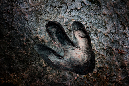 恐龙化石骨头图片_恐龙化石骨头素材_恐龙化石骨头高清图片_摄图网图