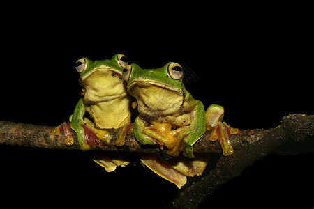 长毛青蛙rhacoprusmalbricus图片
