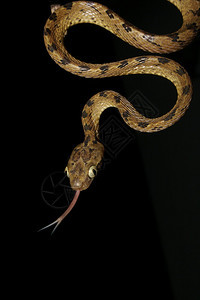 在西部大草原和srilankrboel和夜总会发现的常见半毒蛇食在壁虎和蜥蜴上图片