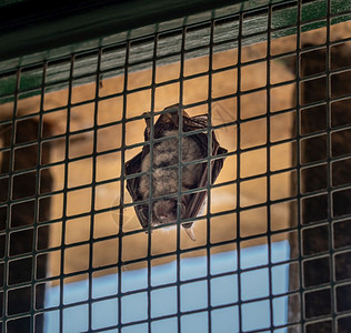 小蝙蝠在科林布拉大学的约汉尼图书馆上吃昆虫小蝙蝠在科林布拉大学约汉尼图书馆的窗户上吃小蝙蝠图片