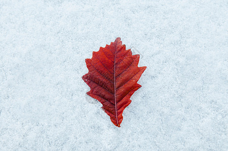 十二月冬季美丽有色充满活力的红叶和白冻雪自然季节改变背景图片