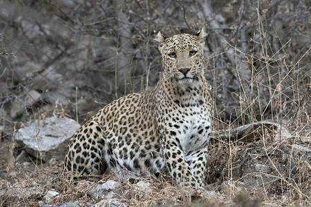 印度豹jhaln森林保留地jaipurajshtn图片