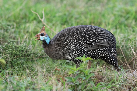 尼瓦沙湖肯雅非洲图片素材