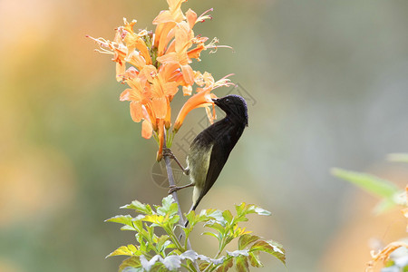 喉咙黑色的太阳鸟亚麻黄沙塔纳尼尔乌拉克汉因迪亚图片