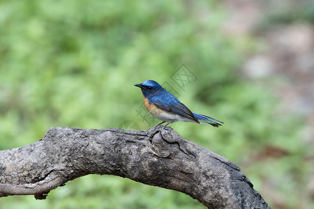 蓝色喉抓苍蝇雄西奥诺斯红宝石沙塔奈尼尔乌那克汉印地安图片