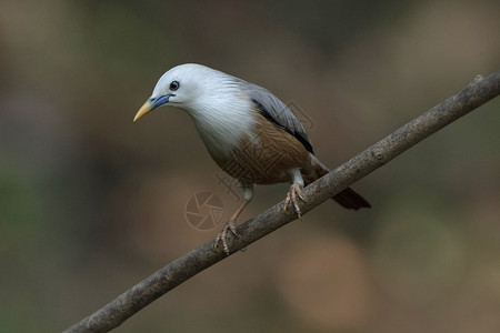 栗色尾椋鸟sturniamalabaricasalimali鸟类保护区Thatekad喀拉拉邦印度图片