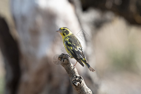 黄绿色雀雄氯脊椎动物硝基甲亚印地安那图片