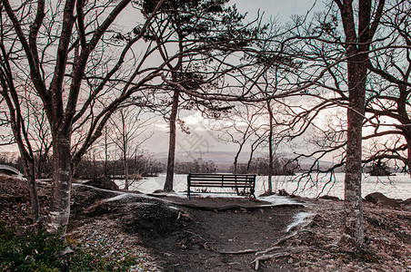 寒冷的冬里有无叶树和木板凳有北海道和日本图片