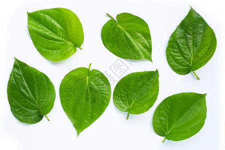 绿色betl叶子白色背景上新鲜的管纹顶部视图图片