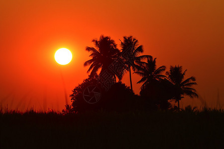 日落时带椰子树的周光场景图片