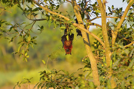 印地安人飞的狐狸佩罗普斯吉安特倒吊在香格里利附近的一棵树上玛哈拉施特印地安图片
