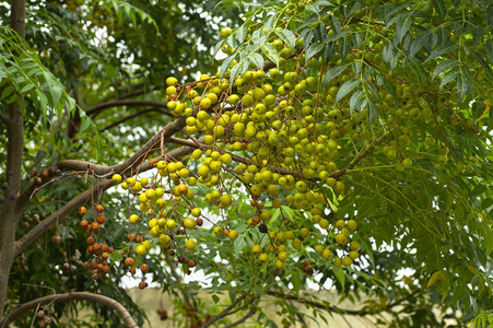 在马哈拉施特邦附近生长的树天然医药和水果图片