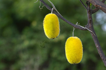靠近马哈拉施特邦Mahrst的青黄水果图片
