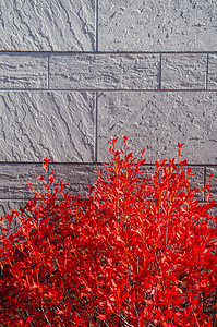 红秋叶树丛和灰色石墙背景阳光照图片