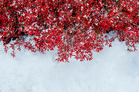 十二月冬季美丽多彩充满活力的红叶树和白冻雪自然季节改变背景图片