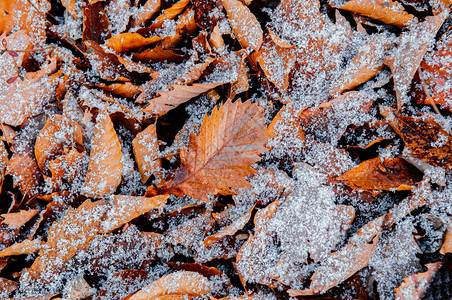 12月冬季的美丽棕色干叶和白冻雪自然季节变化背景图片