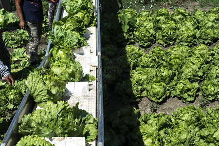 自动生产菜的拖拉机农场田地的生菜冰山采摘机农业自动化的概念图片