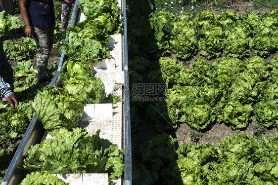 自动生产菜的拖拉机农场田地的生菜冰山采摘机农业自动化的概念图片