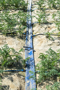 大农田的胡萝卜种植园的灌溉水龙头胡萝卜生长的概念图片