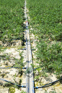 大农田的胡萝卜种植园的灌溉水龙头胡萝卜生长的概念图片
