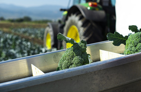 农场用拖拉机和传送采摘花椰菜的工人在田里采摘花椰菜种植和收获花椰菜的自动化概念图片