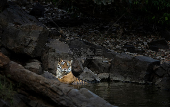 虎在水坑中冷却下来豹形吉格里斯drathmboreajsthnIdi图片