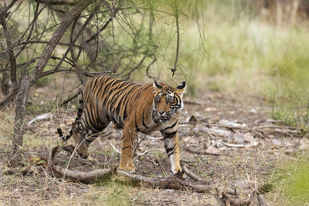 年轻男老虎行走兰特汉巴合尔公园拉贾斯坦因迪亚图片