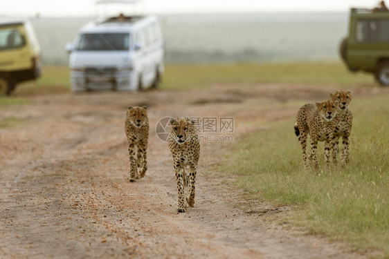 猎豹联盟兄弟同锡尼古丁马赛拉肯亚非洲图片