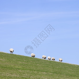 蓝天下的草绵羊图片