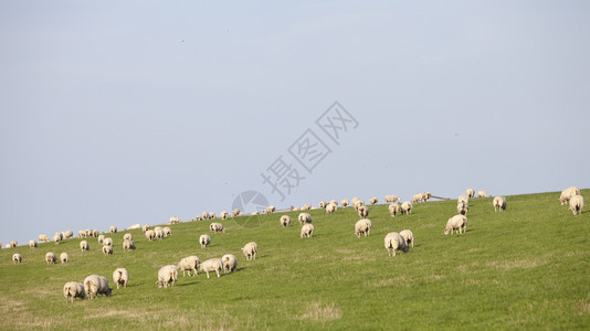 蓝天下的草绵羊图片