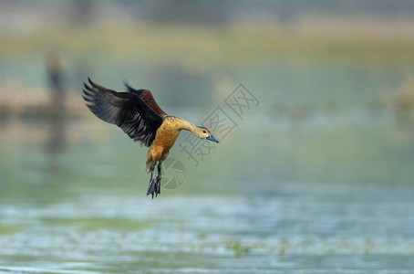 小型吹口哨鸭山地卡夫拉多公园布拉特普尔贾斯坦邦因迪亚图片