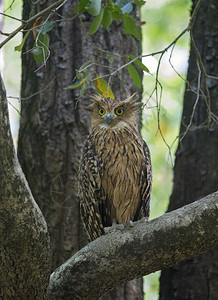 一只老鹰猫头一只龙舌兰JimCorbet公园纳尼塔尔图片