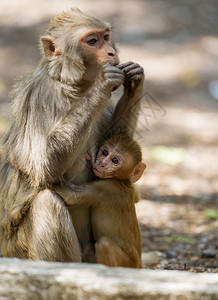国服猴子素材猴子婴儿喂养dhikaljmcorbet公园naitlurkhndIia背景