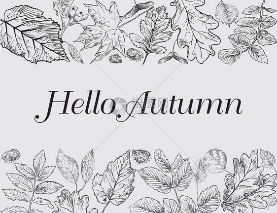 helo秋天矢量横幅模板上面有手画叶卡可以用于邀请特别海报不同秋叶的矢量框架以单色颜矢量插图图片