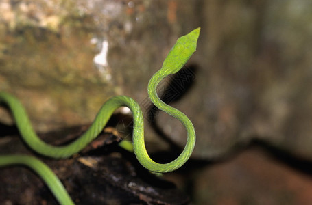 马哈拉施特邦安博利的藤蛇图片