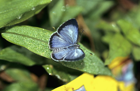 来自安波利森林的蝴蝶土生长因迪亚图片