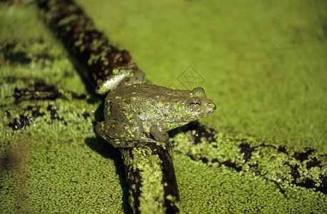 在兰塔博尔公园里的一个小池塘青蛙拉贾斯坦在迪亚堡图片