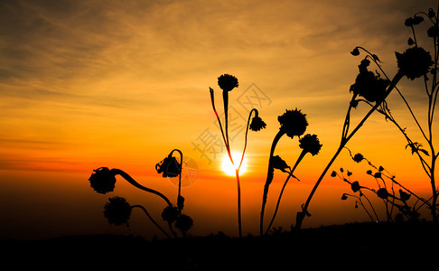 日落背景上的花朵图片