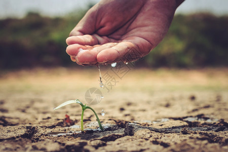 给地上浇水不育图片