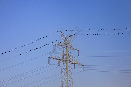 鸟在金属高压合柱对蓝天附近电线上的鸟图片