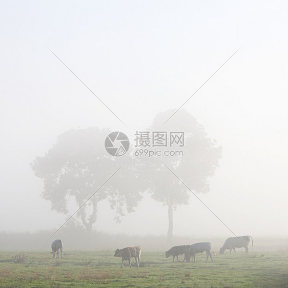 草地里的奶牛和树木在德国松树中在低萨科尼的燕子园里图片