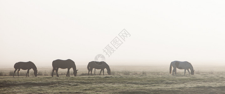 四匹晨雾马的休眠位于德国北部食草地的德国乡下图片