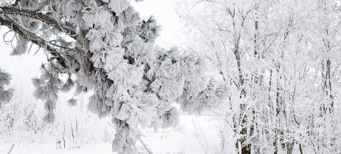 冬季风景雪中的森林宽阔的照片背景图片